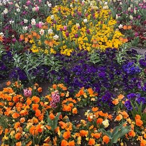 Meet your Posher, Carmen